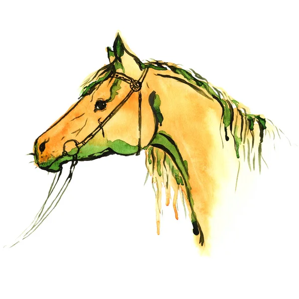 Akwarelą malowany głowę kasztanów horse Ogłowie Jeździectwo na białym. — Zdjęcie stockowe