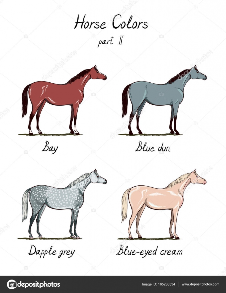 Types Of Horses Chart