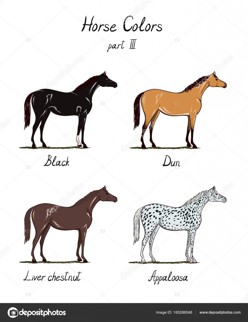 Horse Hands Chart