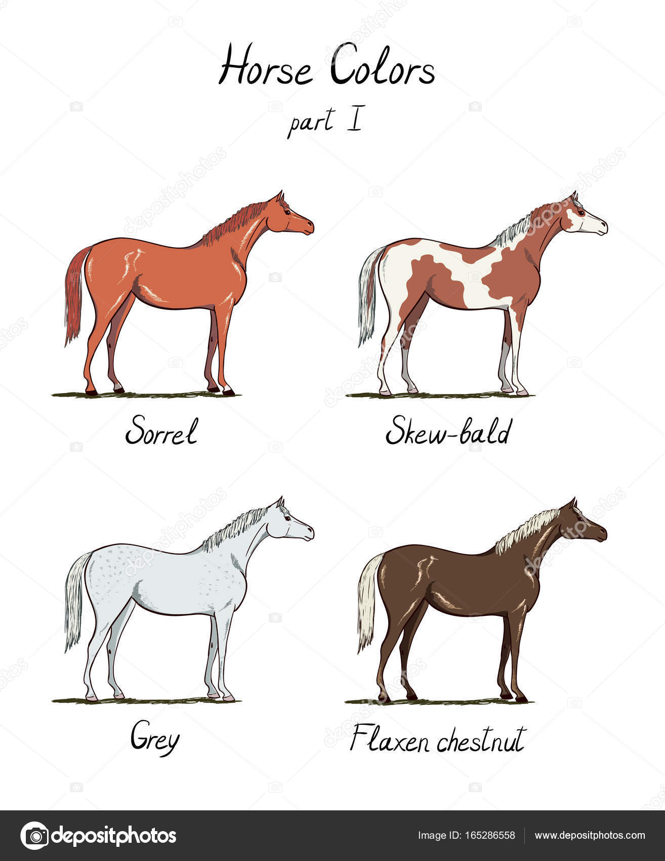 Set of horse color chart on white. Equine coat colors with text. ⬇ ...