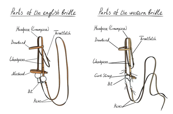 Partie de bride anglaise et occidentale avec mors sur blanc . — Image vectorielle