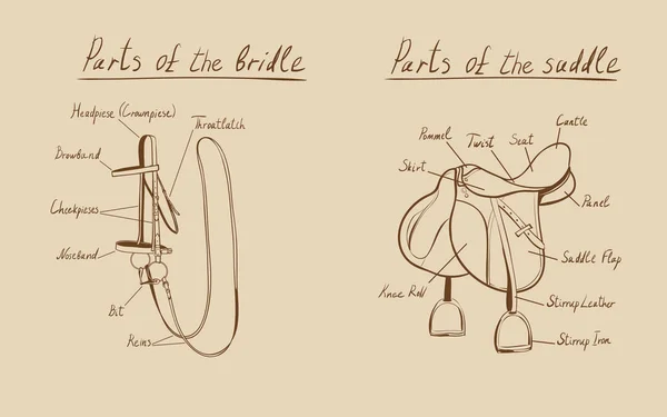 Partes de uma sela e freio, vector . —  Vetores de Stock