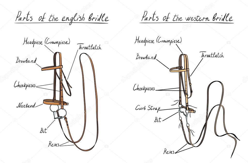 [DIAGRAM] Horse Bridle Diagram - MYDIAGRAM.ONLINE