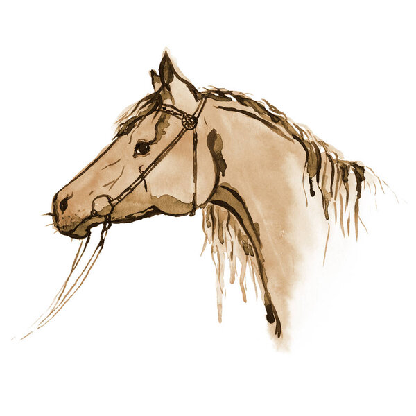 Watercolor sepia painted horse head with equestrian sport bridle on white. 