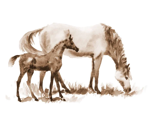 棕褐色的水彩母马和小马驹上白. — 图库照片