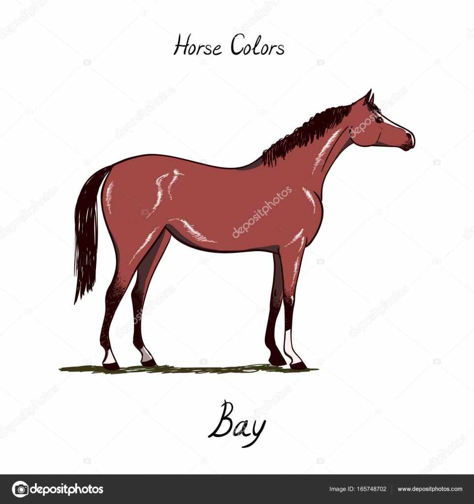 Foal Color Chart