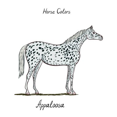 Horse color chart on white.  Equine appaloosa coat color with text. Equestrian scheme.  clipart