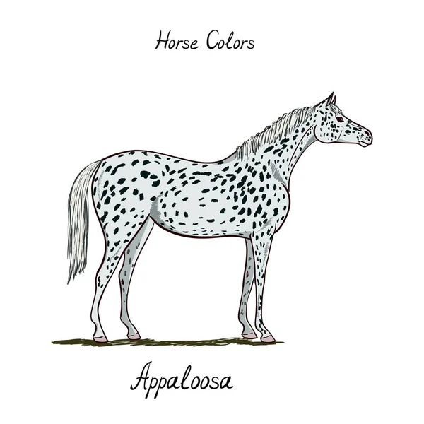 Paard Kleurenoverzicht op wit. De kleur van de vacht van het paarden appaloosa met tekst. Paardensport regeling. — Stockvector