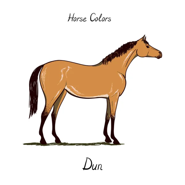 Koń wykres kolor na biały. Koni, dun umaszczenie z tekstem. Konny schemat. — Wektor stockowy
