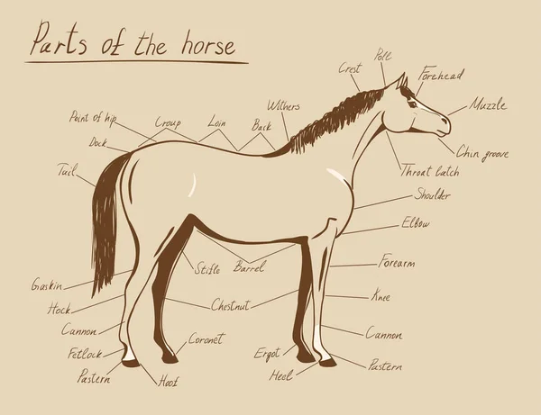 Μέρη του αλόγου. Ανατομία των ιπποειδών. — Διανυσματικό Αρχείο