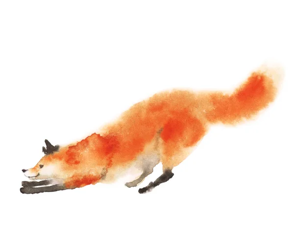 Aquarelle renard pelucheux rouge en mouvement sur blanc. Jouant du foxy . — Photo