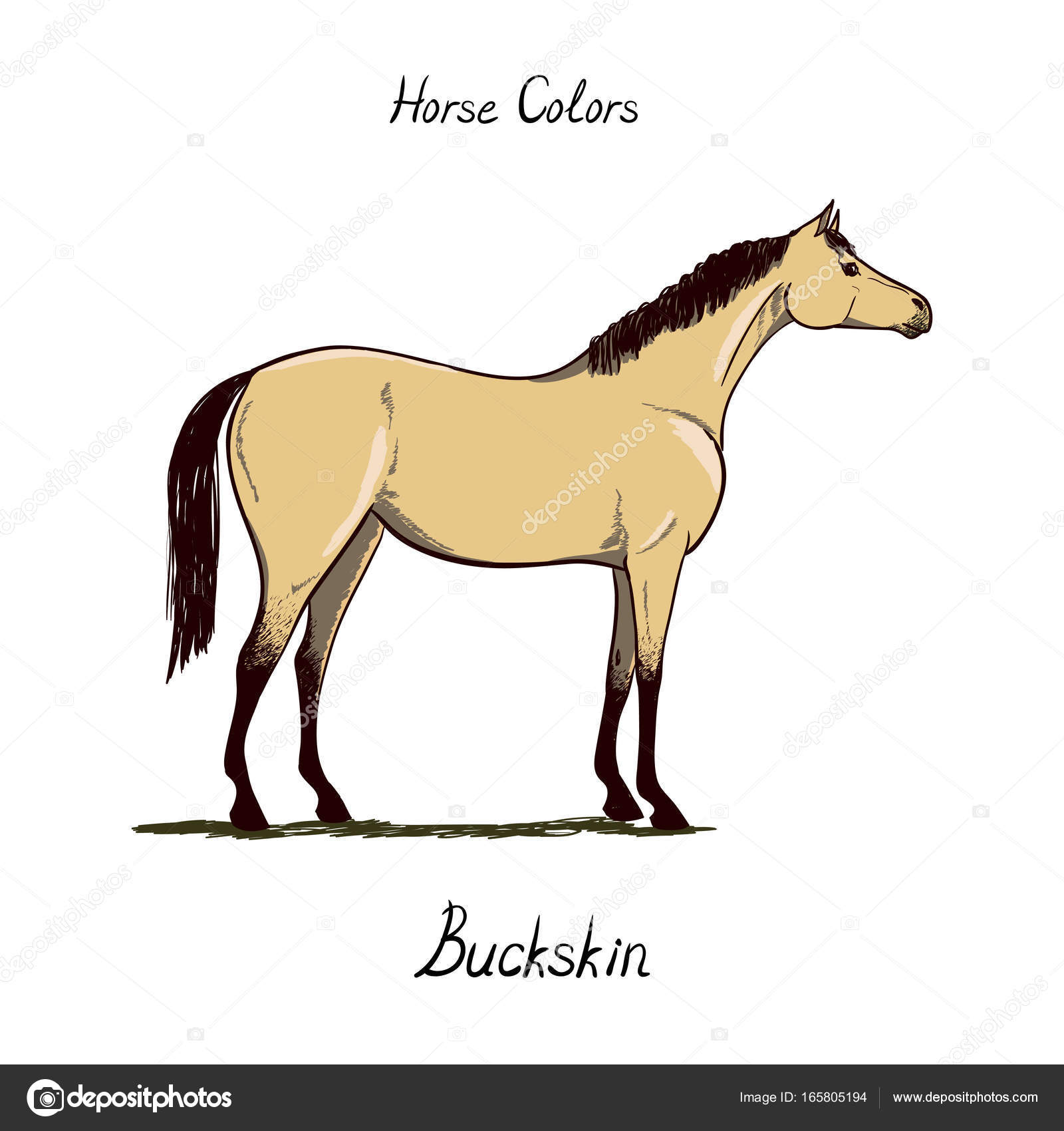 Horse Identification Chart