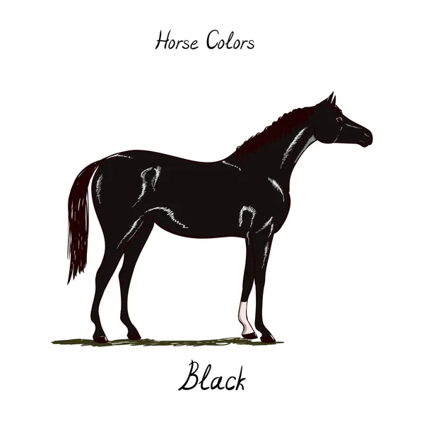 Kůň barevný graf na bílém pozadí. Barva koní Černý kabát s textem. — Stockový vektor