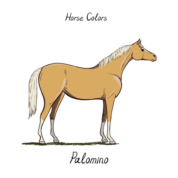 Horse color chart. Equine coat colors with text. Equestrian scheme