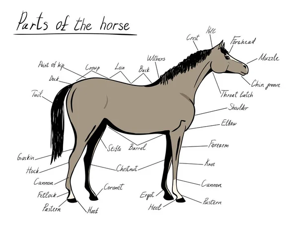 Partes de cavalo. Anatomia equina. Esquema equestre com texto . — Vetor de Stock