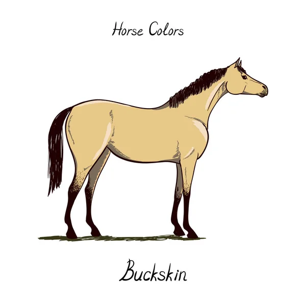 Kůň barevný graf na bílém pozadí. Koní kabát barvy s textem. Jezdecké schéma. — Stockový vektor