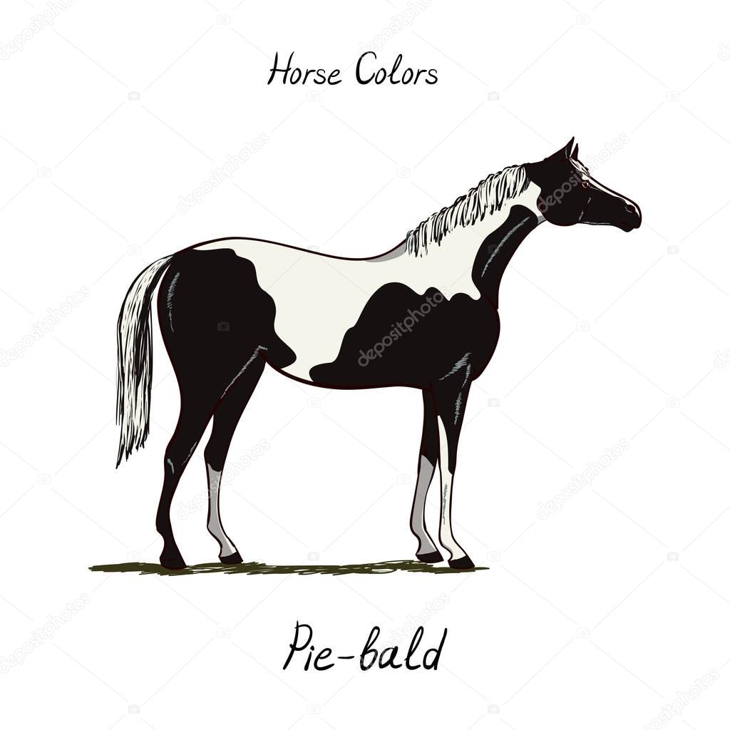Piebald, skewbald, pinto horse color chart on white.  Equine coat colors with text. 
