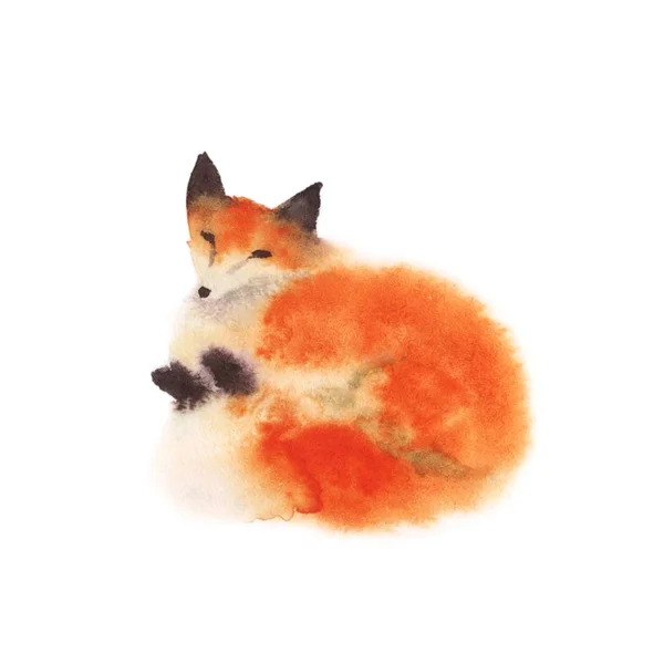 Aquarelle rouge renard endormi moelleux sur blanc . — Photo