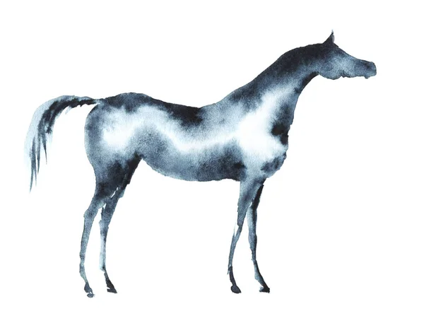 Handbemaltes Aquarell arabisches Pferd auf weiß. — Stockfoto