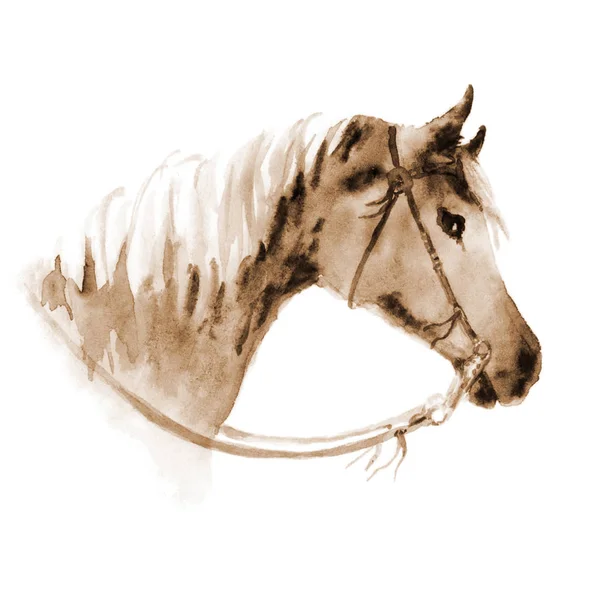 Akvarelu sépiový kovboj západní koňské hlavy s uzdou. — Stock fotografie