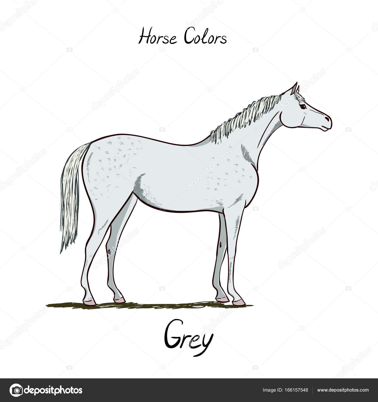 Horse Coat Color Chart