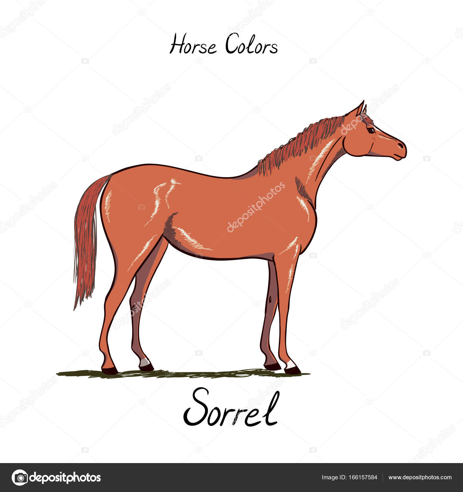 Horse Colors Chart