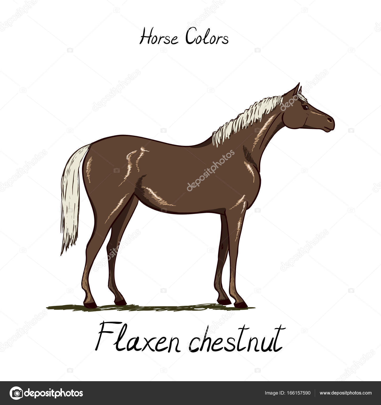 Horse Color Chart