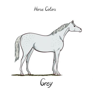 ATI renk tablosu. Metin ile at coat renkler. Binicilik düzeni. 