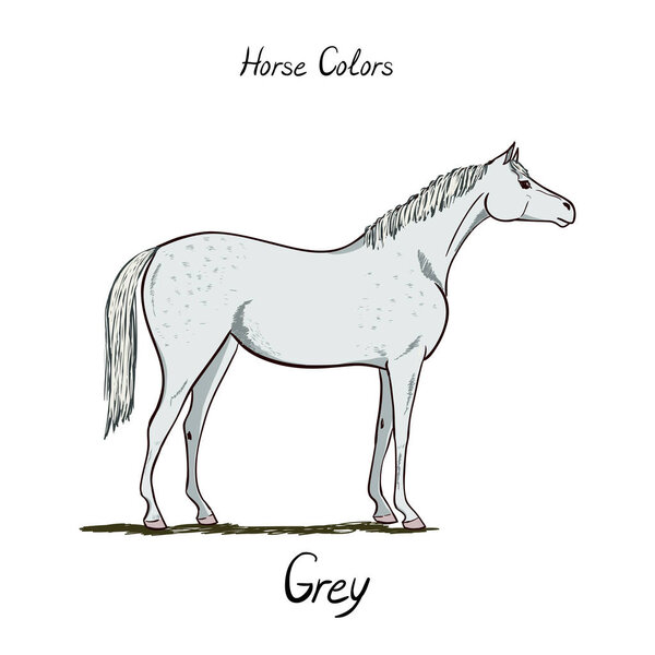 Лошадиная диаграмма. Конь цвета пальто с текстом. Конная схема
. 
