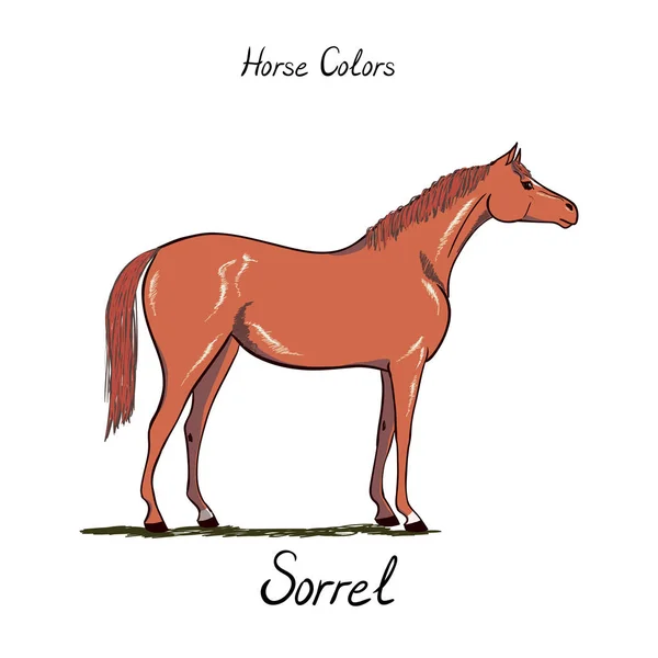 Wykresie kolor konia. Kolory herbu koni z tekstem. Konny schemat. — Wektor stockowy