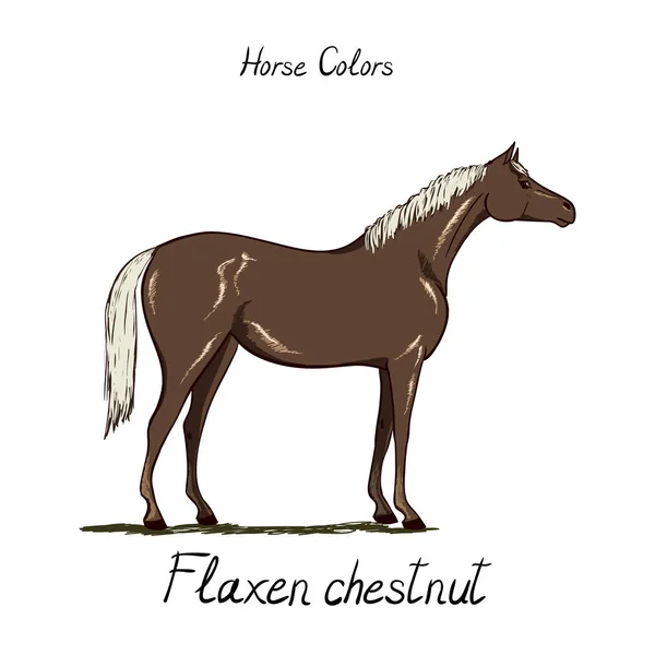 Wykresie kolor konia. Kolory herbu koni z tekstem. Konny schemat. — Wektor stockowy