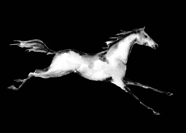 Скачущая лошадь на черном фоне . — стоковое фото