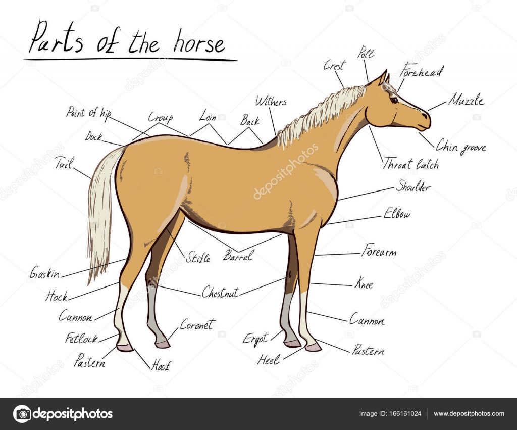 Equine Anatomical Charts