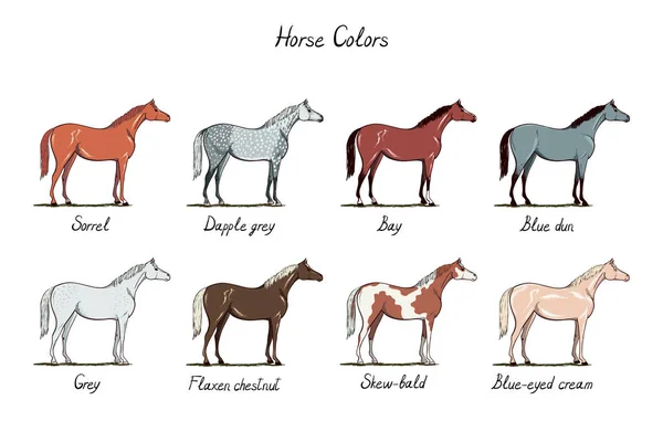 Sada koně barvu grafu. Koní kabát barvy s textem. Jezdecké schéma. — Stockový vektor