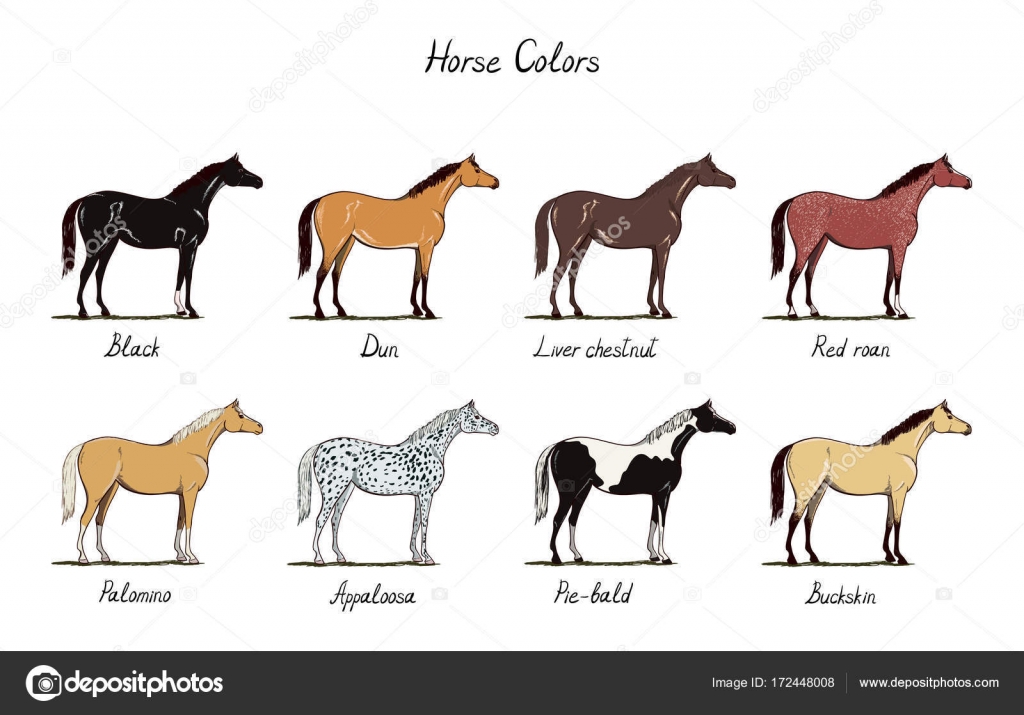 Horse Hands Chart