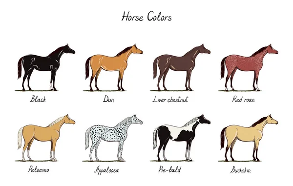 Набор цветовых схем лошади. Конь цвета пальто с текстом. Виды лошадей: чёрный, оловянный, каштановый, красный роан, паломино, аппалуза, оленья кожа . — стоковый вектор