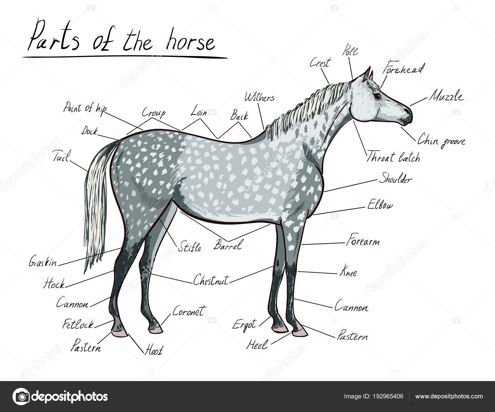 verbete da entrada Cavalo.  Download Scientific Diagram