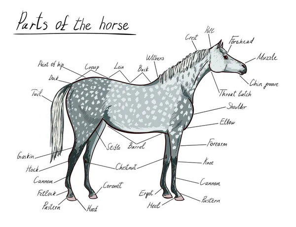 Des Parties Cheval Anatomie Équine Schéma Équestre Avec Texte Dessin — Image vectorielle