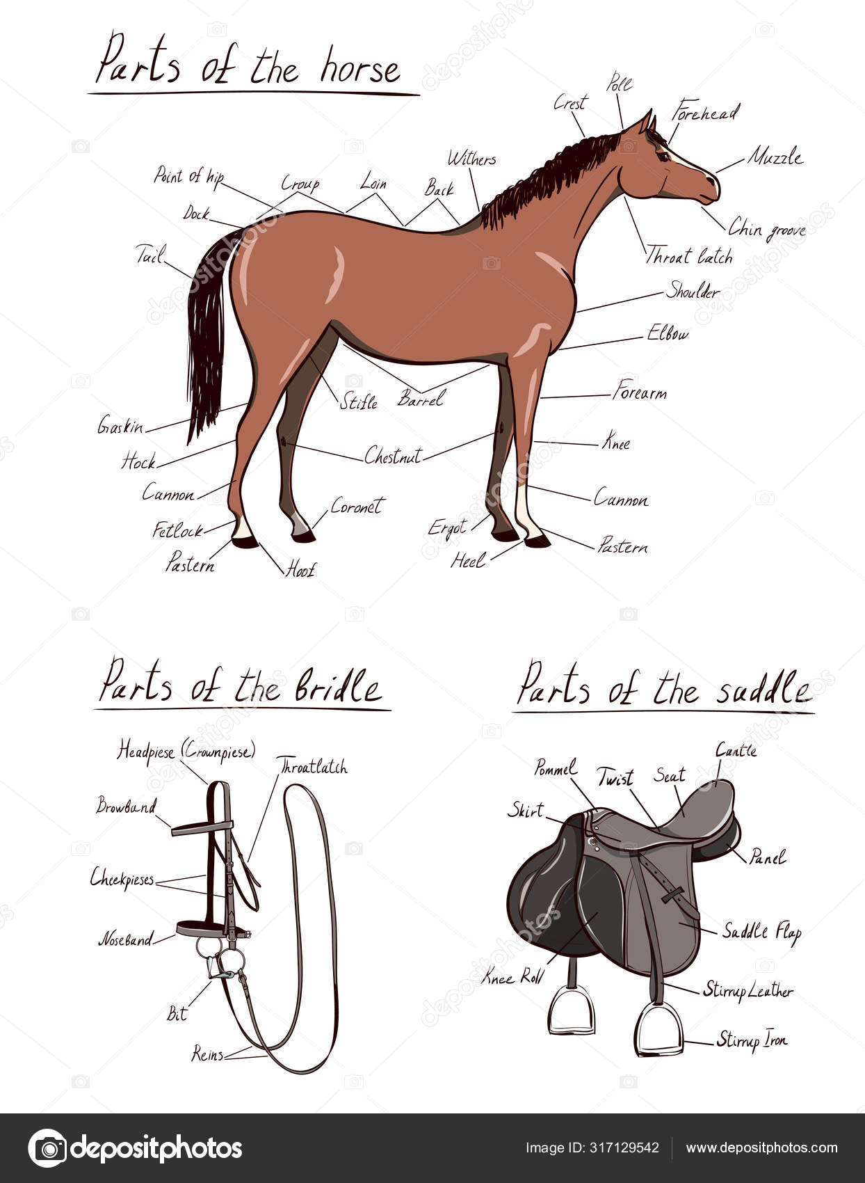 Saddle Anatomy Anatomy Reading Source