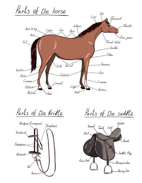 缰绳的零件 马的解剖 马术计划文本 骑马钉齿轮工具束的术语 卡通矢量手绘 Snaffle Mixrup Bit Belt Reins — 图库矢量图片
