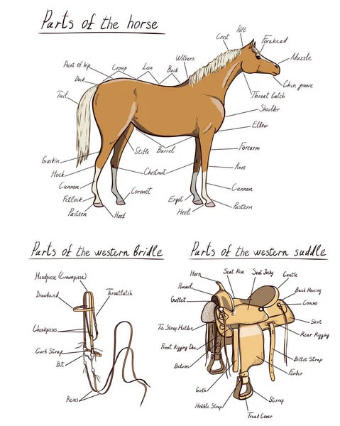 Parti Cavallo Occidentale Sella Briglia Anatomia Equina Testo Schema Equestre — Vettoriale Stock