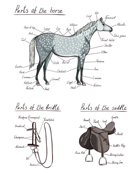 Parts Horse Saddle Bridle Set Equine Anatomy Equestrian Scheme Text — ストックベクタ