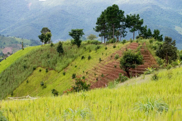 Zemědělství v Thajsku v horských — Stock fotografie