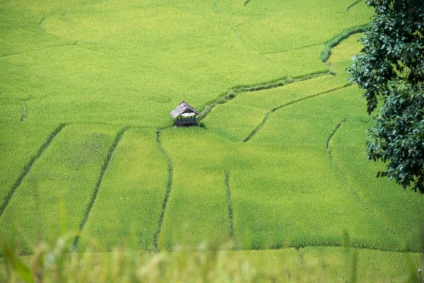 Yellow rice field — Stock Photo, Image