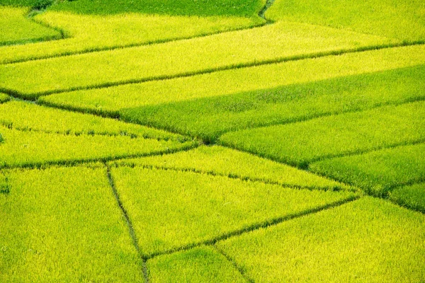 Žluté rýžové pole — Stock fotografie
