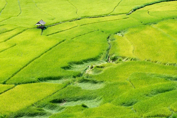 Yellow rice field — Stock Photo, Image