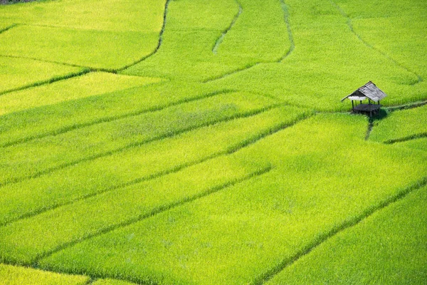 Campo de arroz amarillo —  Fotos de Stock