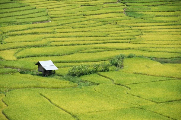 Campo de arroz amarillo — Foto de Stock