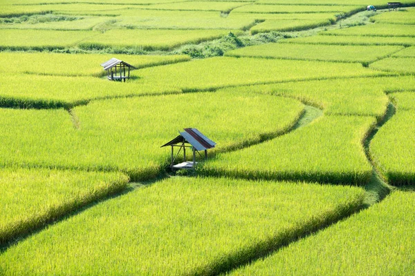 Желтое рисовое поле — стоковое фото