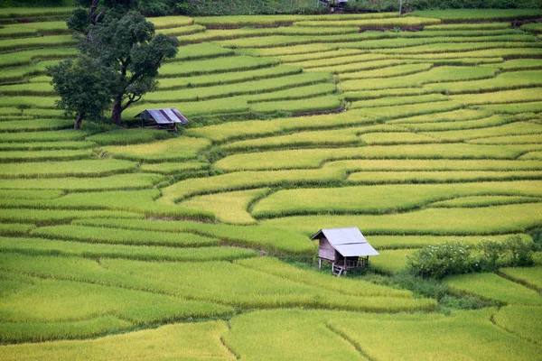 Campo de arroz amarelo — Fotografia de Stock